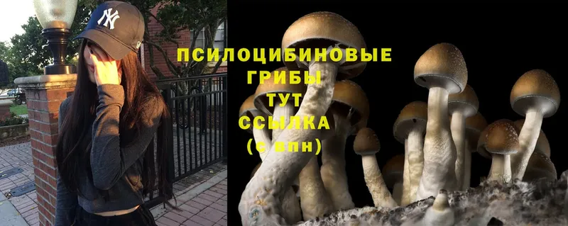 Галлюциногенные грибы Magic Shrooms  Саратов 